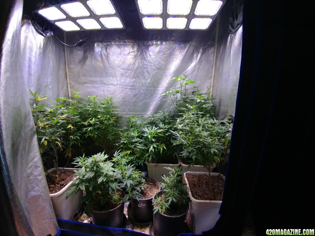 Icemud_how_to_cannabis_seeds_2_.jpg