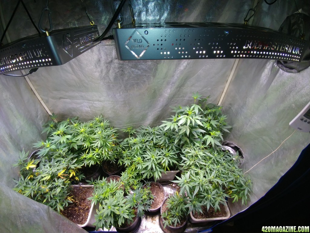 Icemud_how_to_cannabis_seeds_3_.jpg