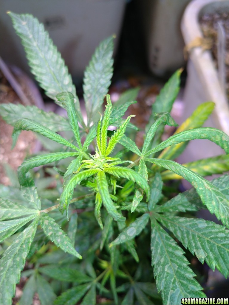 Icemud_how_to_cannabis_seeds_4_.jpg