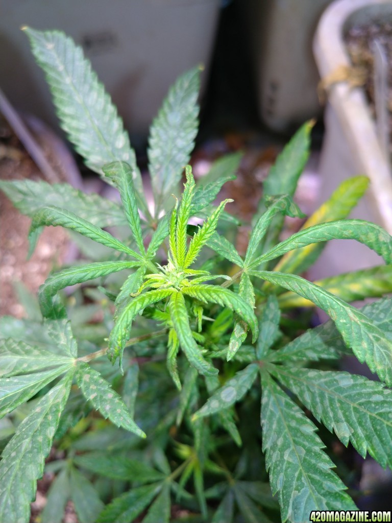 Icemud_how_to_cannabis_seeds_5_.jpg