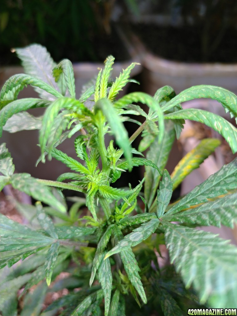 Icemud_how_to_cannabis_seeds_6_.jpg