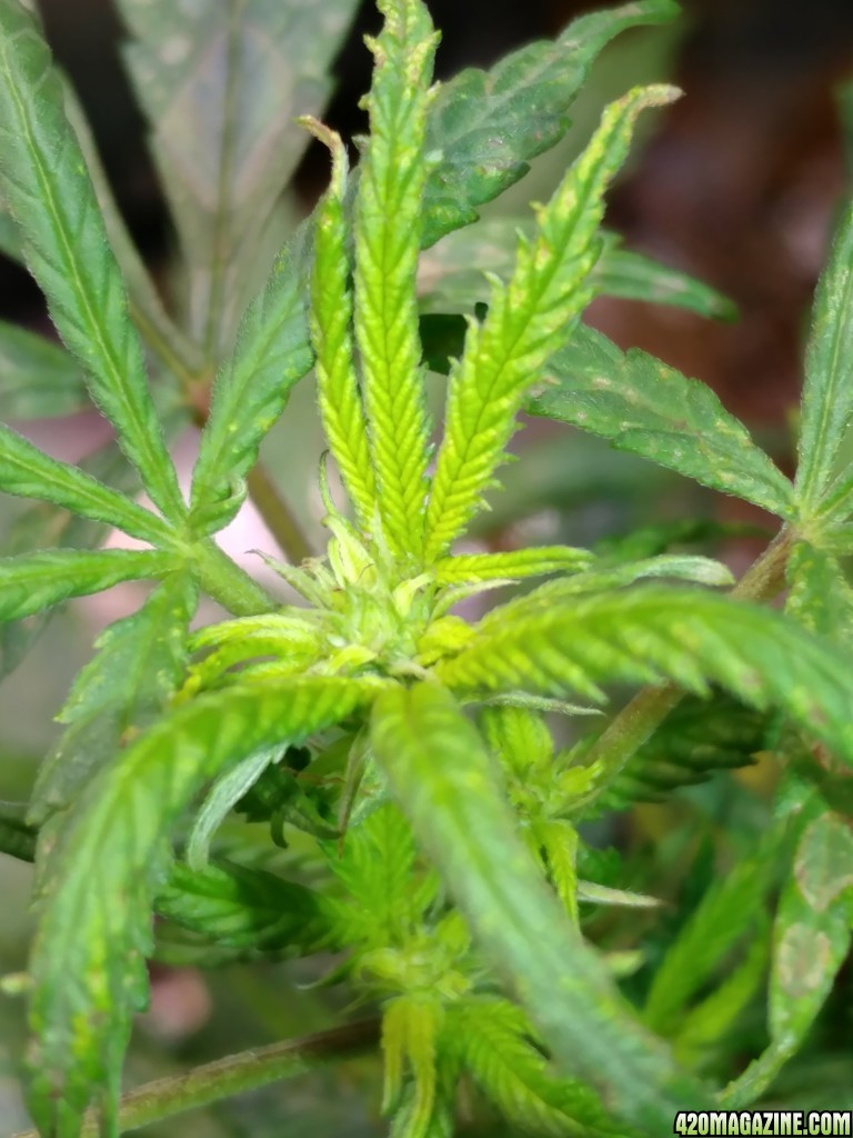 Icemud_how_to_cannabis_seeds_7_.jpg