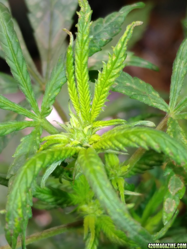 Icemud_how_to_cannabis_seeds_8_.jpg