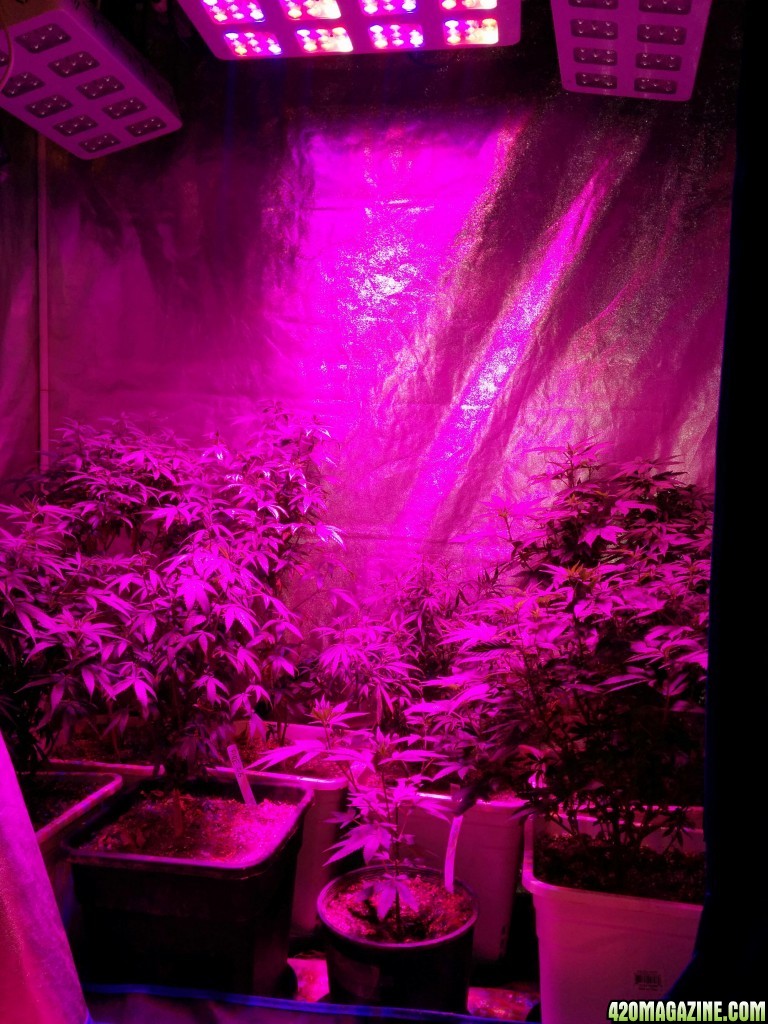 Icemud_led_grow_light_cannabis_48_.jpg