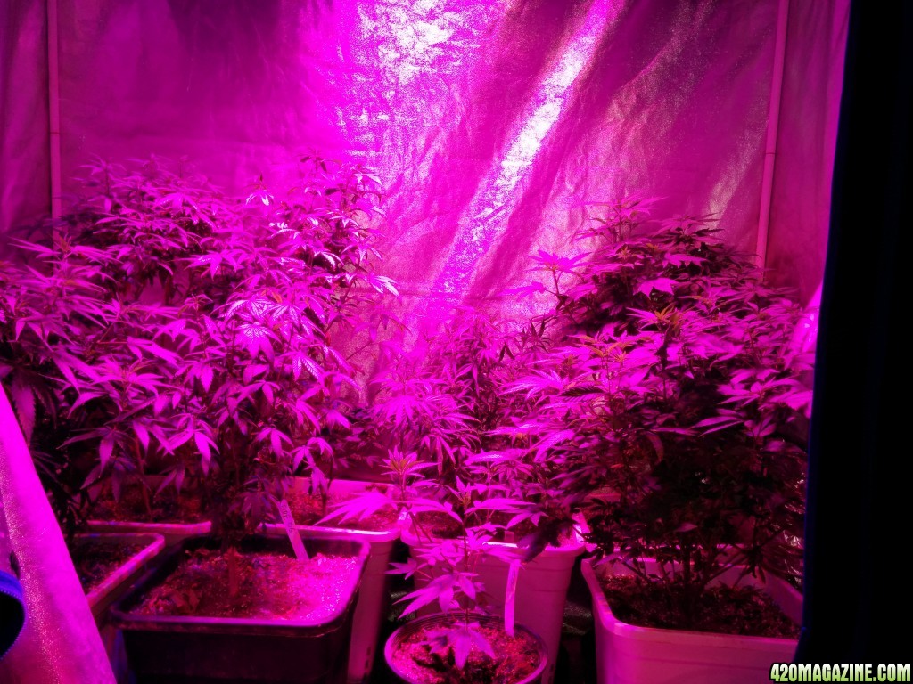 Icemud_led_grow_light_cannabis_49_.jpg
