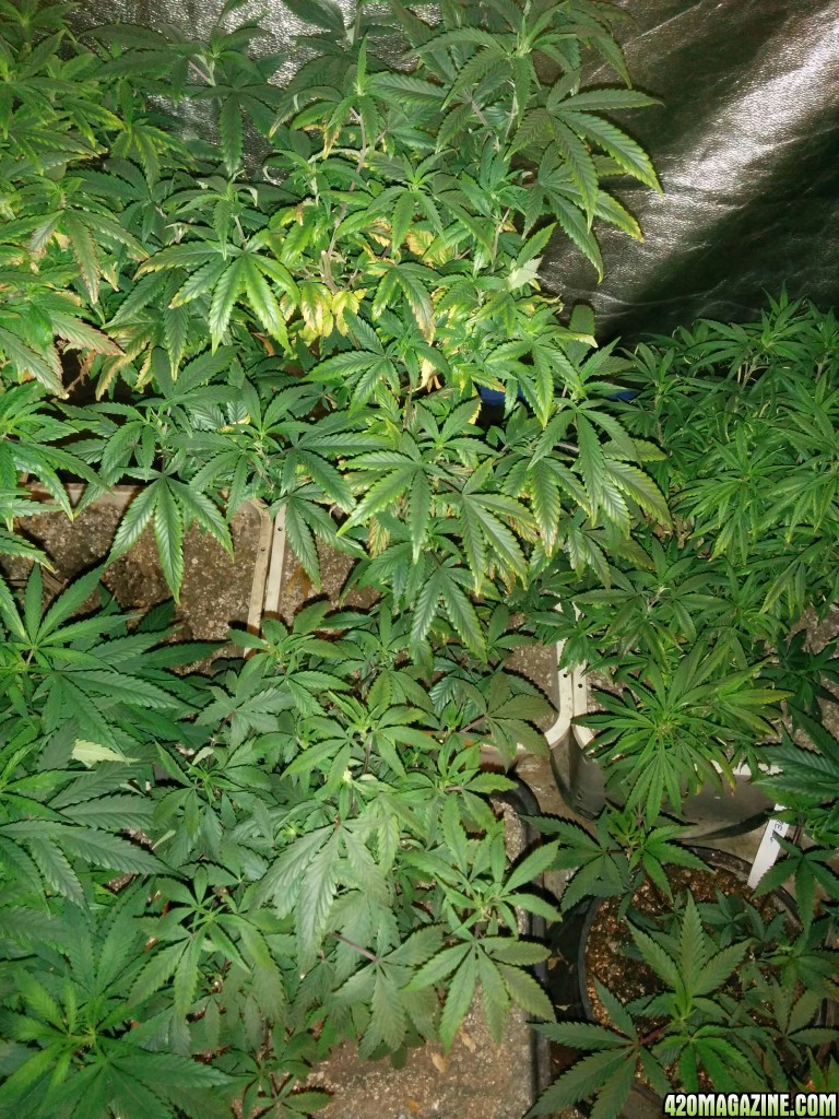 Icemud_led_grow_light_cannabis_52_.jpg