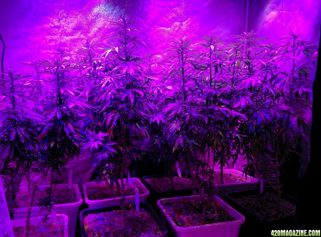 Icemud_led_grow_light_tent_Advanced_led_indoor_cannabis_2_.jpg