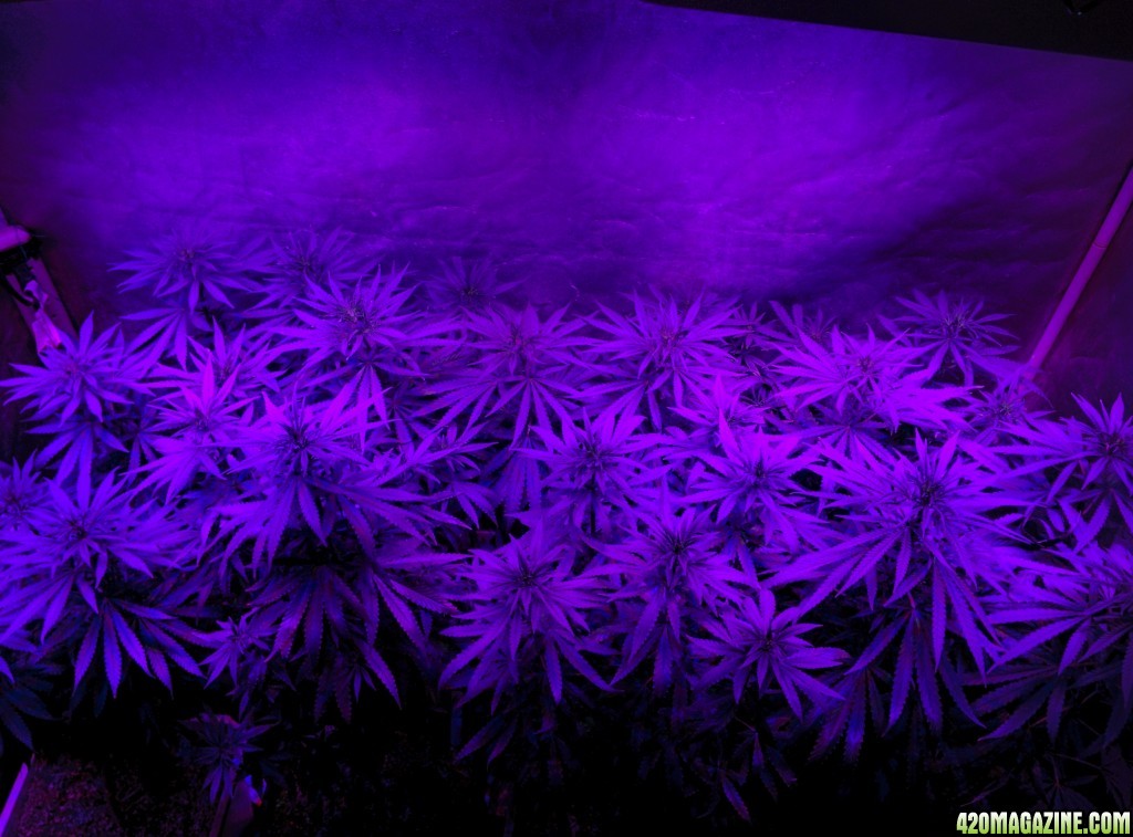 Icemud_led_grow_light_tent_Advanced_led_indoor_cannabis_3_.jpg