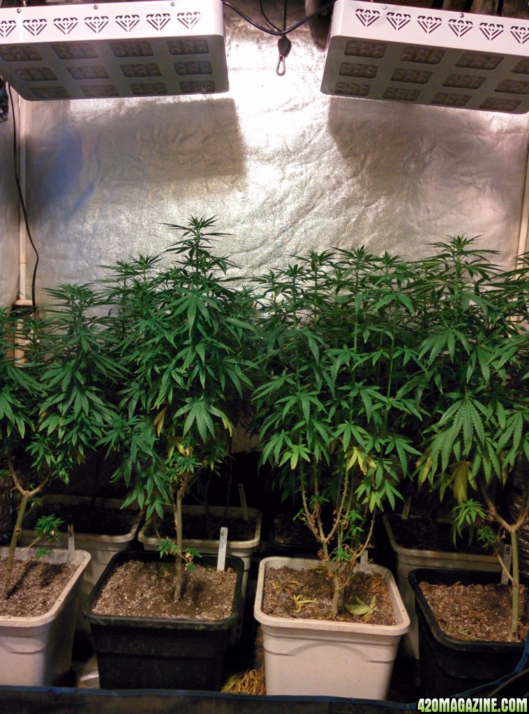 Icemud_led_grow_light_tent_Advanced_led_indoor_cannabis_4_.jpg