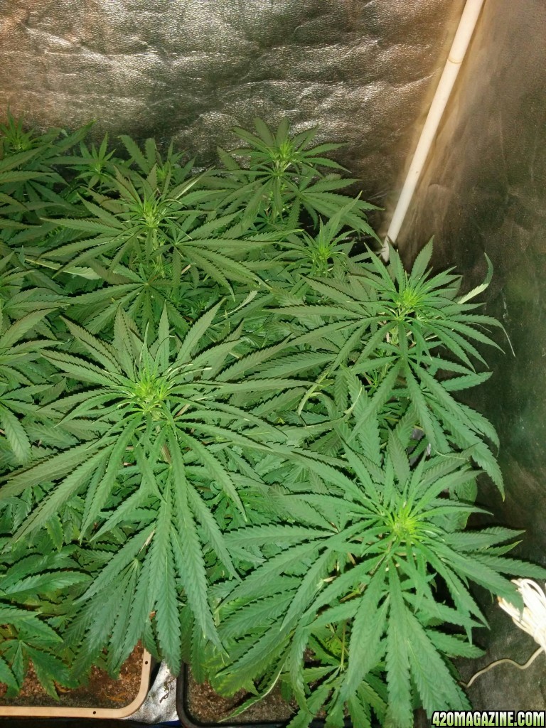 Icemud_led_grow_light_tent_Advanced_led_indoor_cannabis_7_.jpg