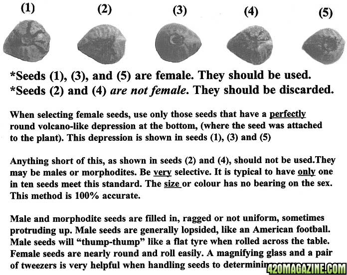 Identifying_Female_Cannabis_Seeds.jpg