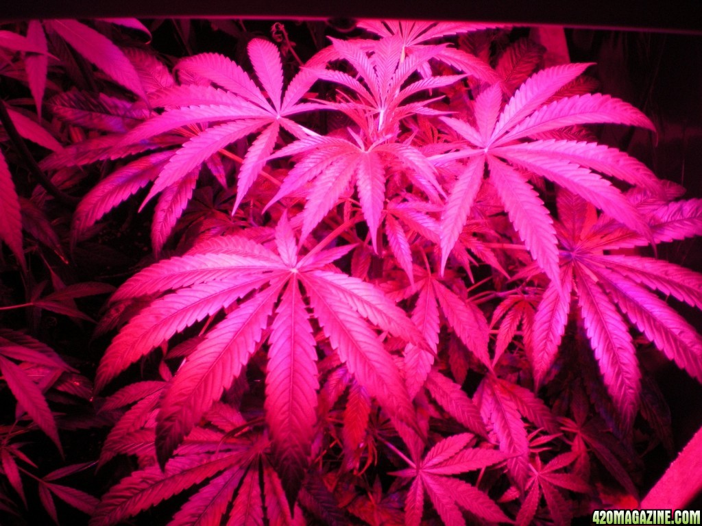 Indoor_hybrid_medical_cannabis_Gro5.jpg