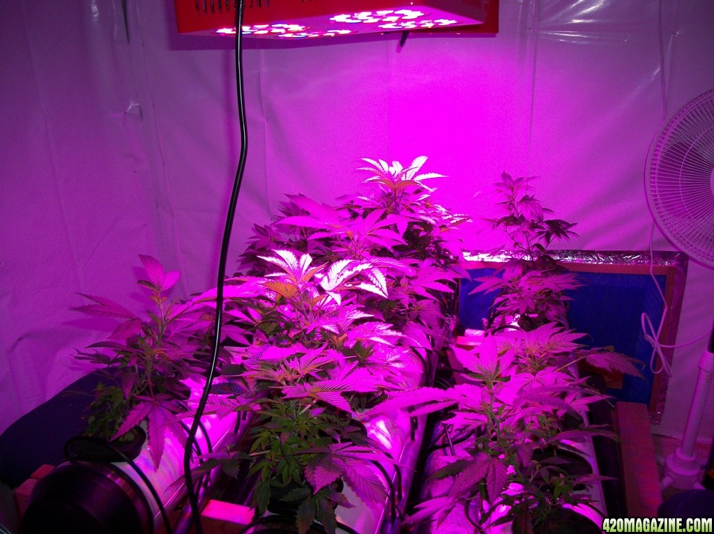 KingJohnC_s_Green_Sun_LED_Lights_Znet4_Aeroponic_Indoor_Grow_Journal_and_Review_2014-09-12_-_001.JPG