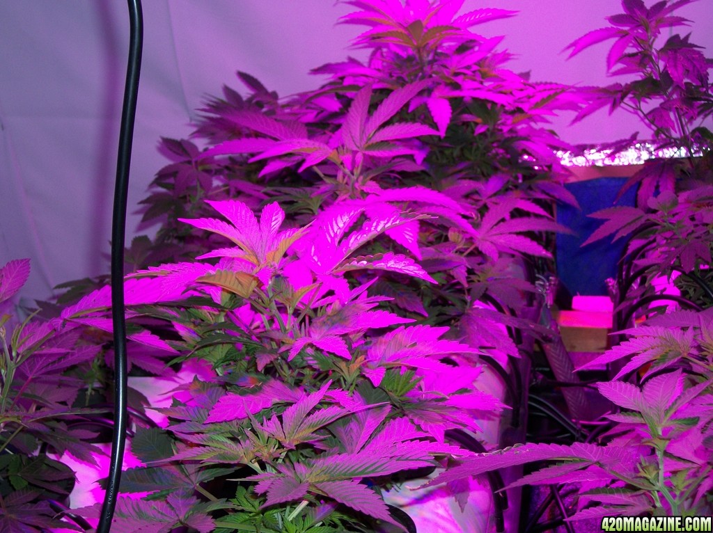 KingJohnC_s_Green_Sun_LED_Lights_Znet4_Aeroponic_Indoor_Grow_Journal_and_Review_2014-09-12_-_003.JPG