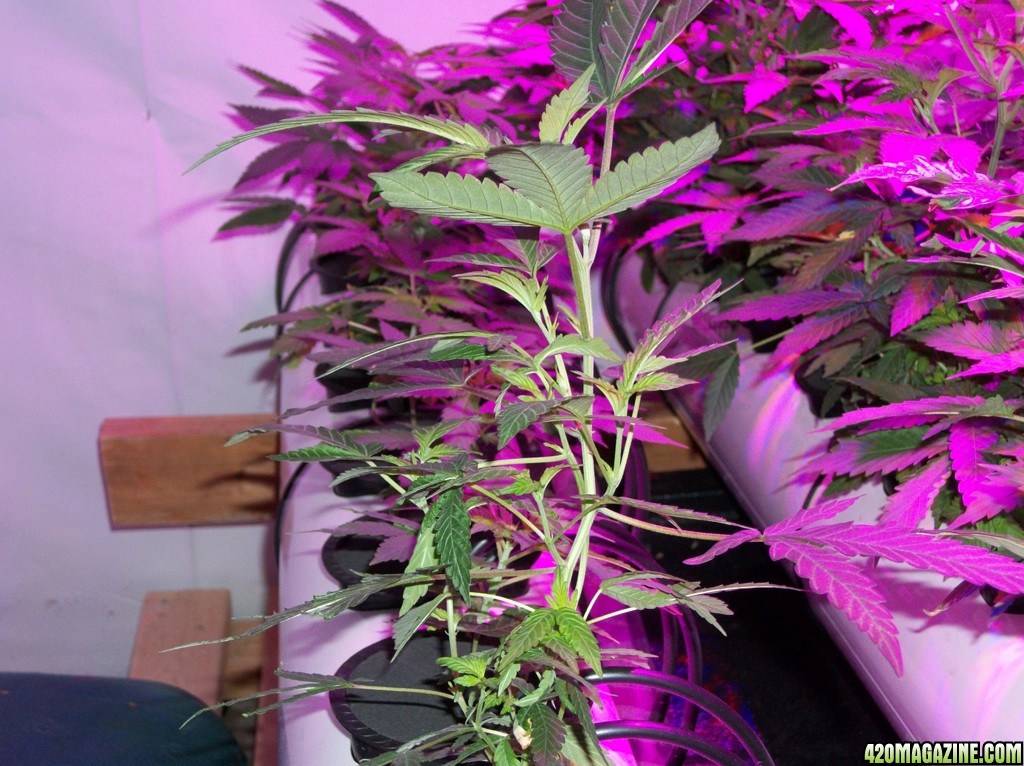 KingJohnC_s_Green_Sun_LED_Lights_Znet4_Aeroponic_Indoor_Grow_Journal_and_Review_2014-09-12_-_004.JPG
