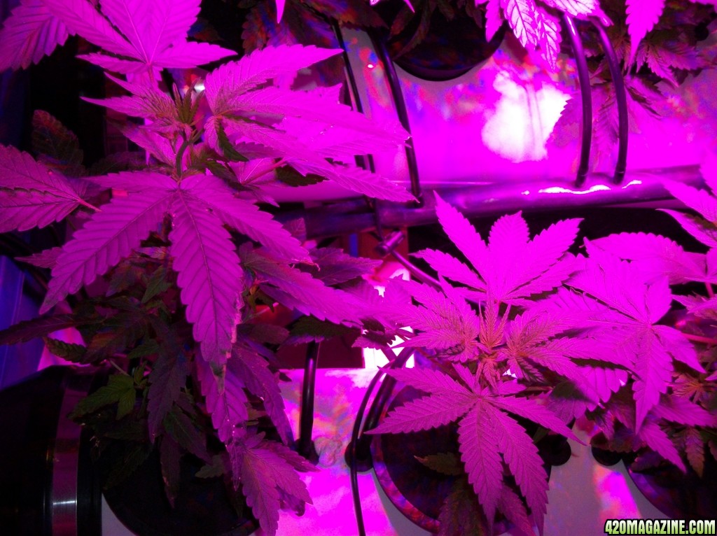 KingJohnC_s_Green_Sun_LED_Lights_Znet4_Aeroponic_Indoor_Grow_Journal_and_Review_2014-09-12_-_005.JPG