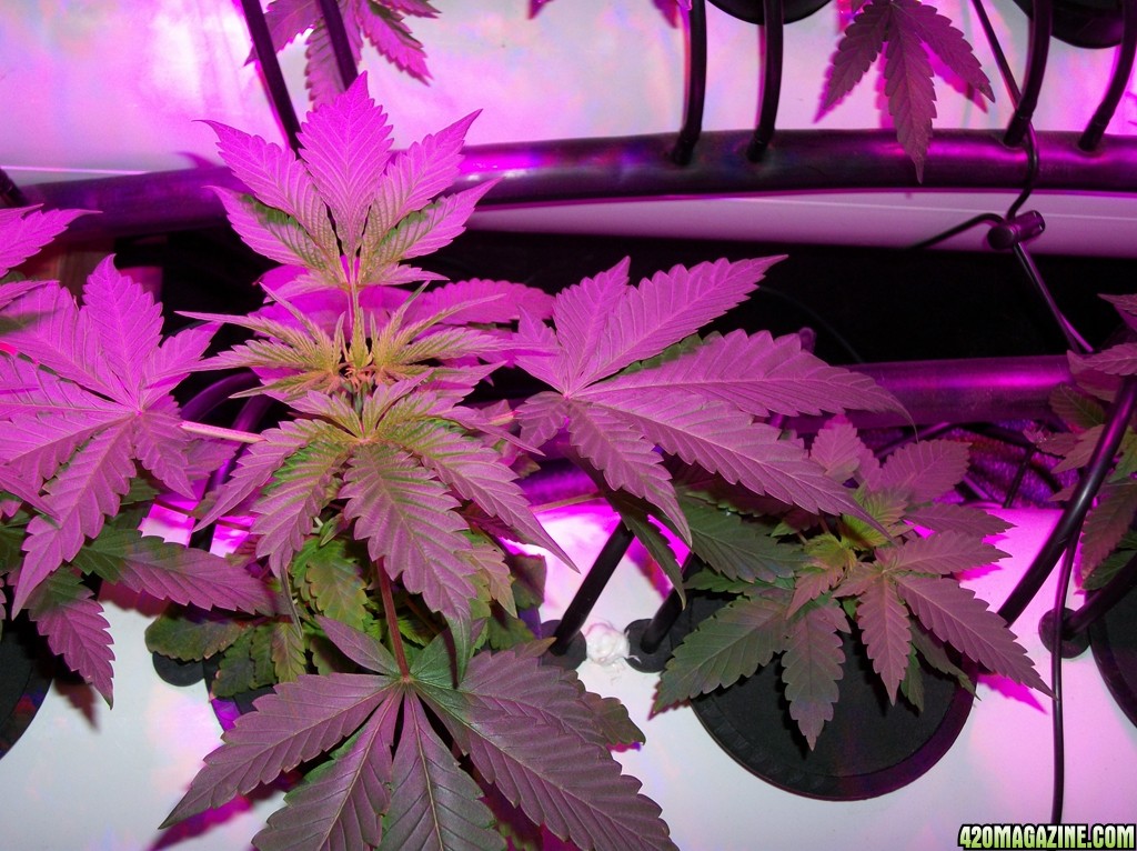 KingJohnC_s_Green_Sun_LED_Lights_Znet4_Aeroponic_Indoor_Grow_Journal_and_Review_2014-09-12_-_006.JPG
