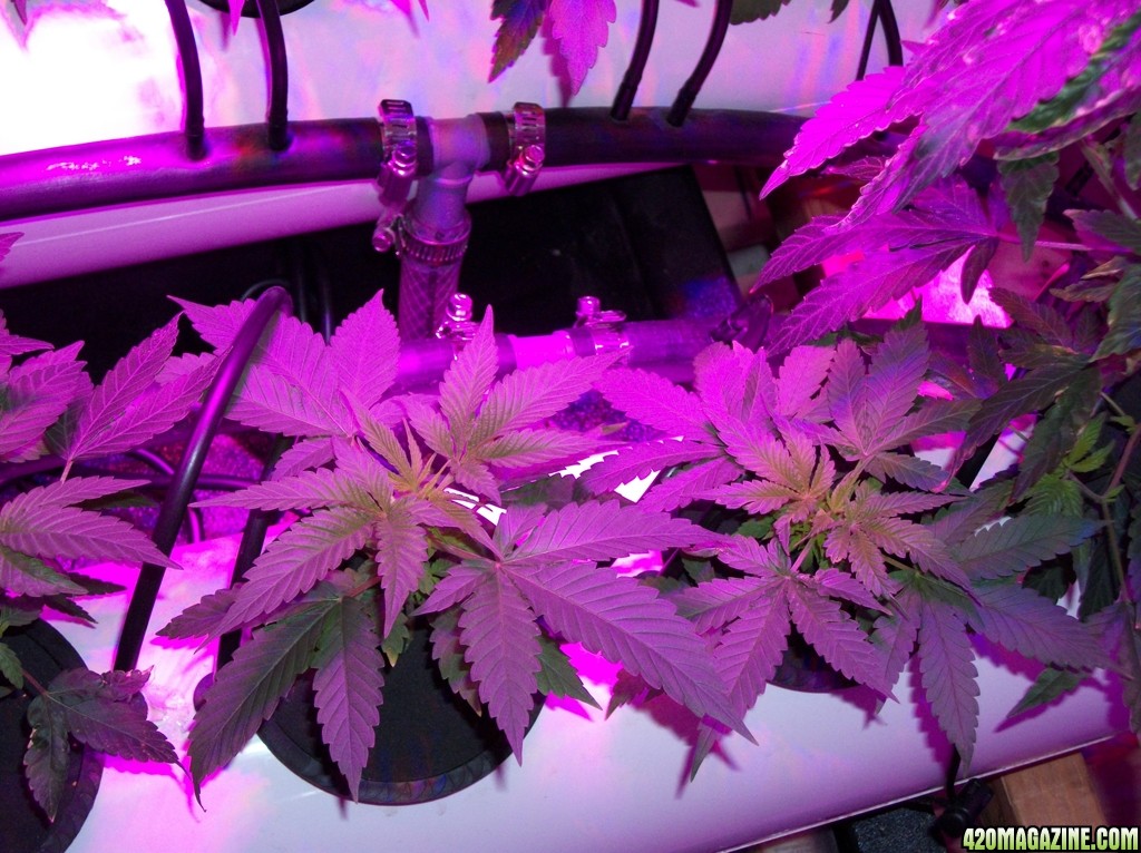 KingJohnC_s_Green_Sun_LED_Lights_Znet4_Aeroponic_Indoor_Grow_Journal_and_Review_2014-09-12_-_007.JPG
