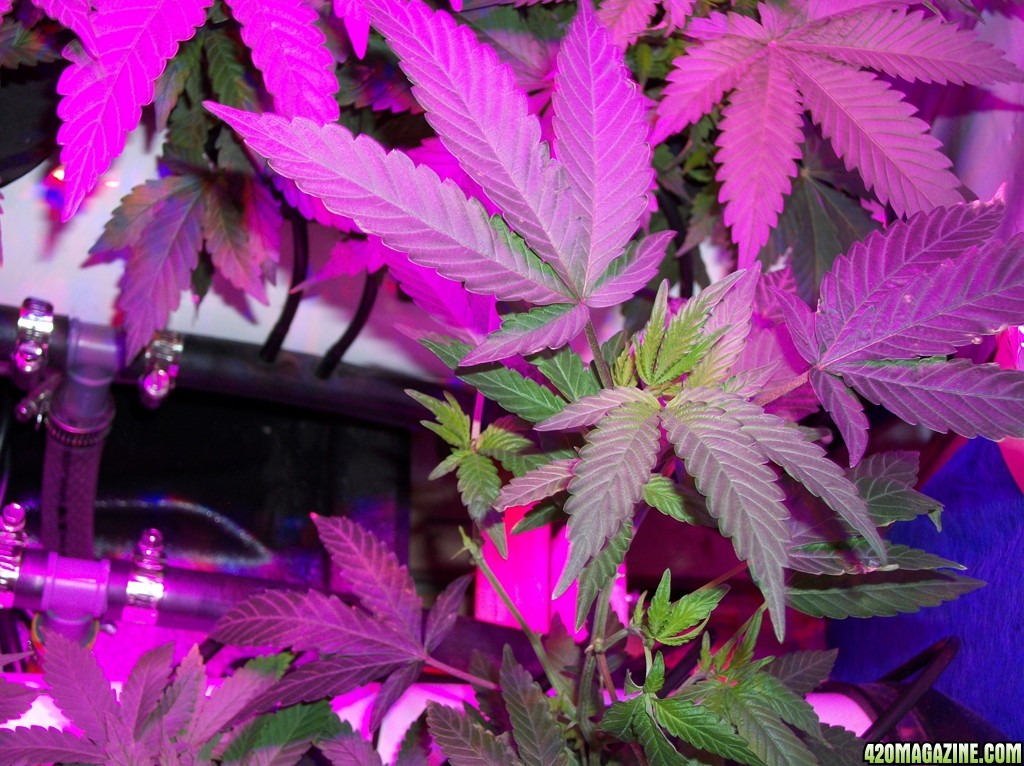 KingJohnC_s_Green_Sun_LED_Lights_Znet4_Aeroponic_Indoor_Grow_Journal_and_Review_2014-09-12_-_008.JPG