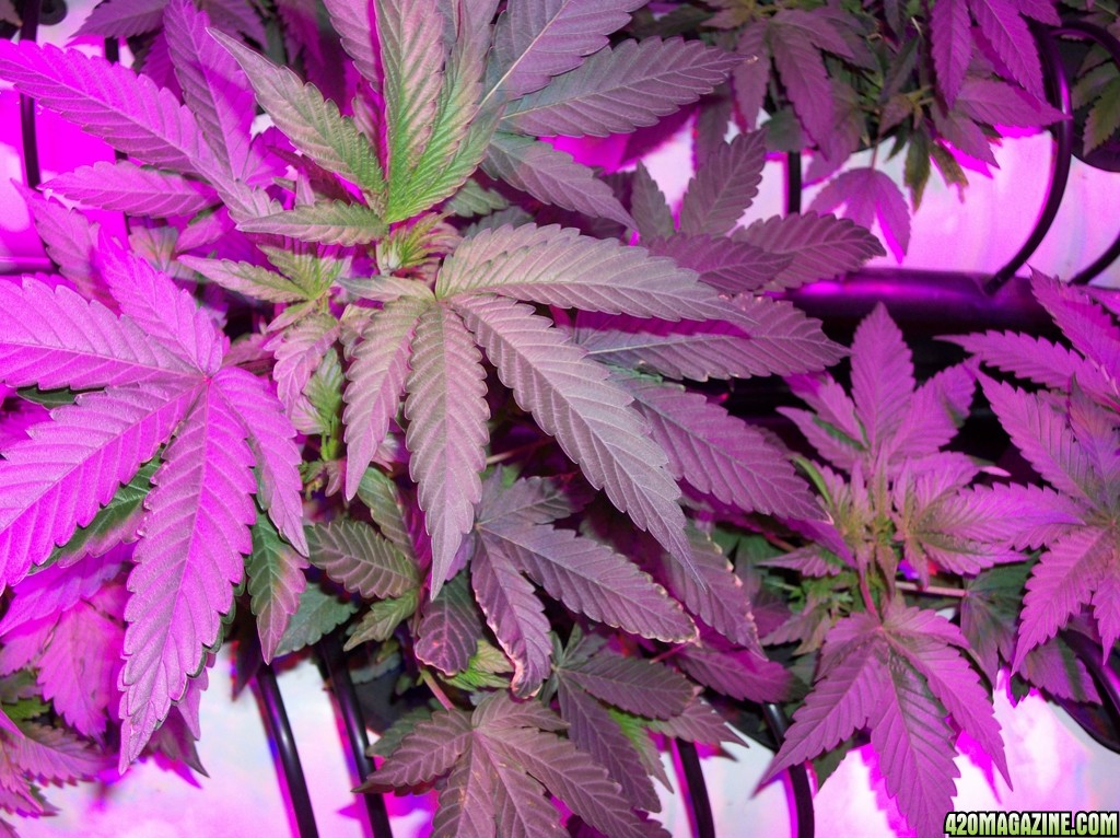 KingJohnC_s_Green_Sun_LED_Lights_Znet4_Aeroponic_Indoor_Grow_Journal_and_Review_2014-09-12_-_010.JPG