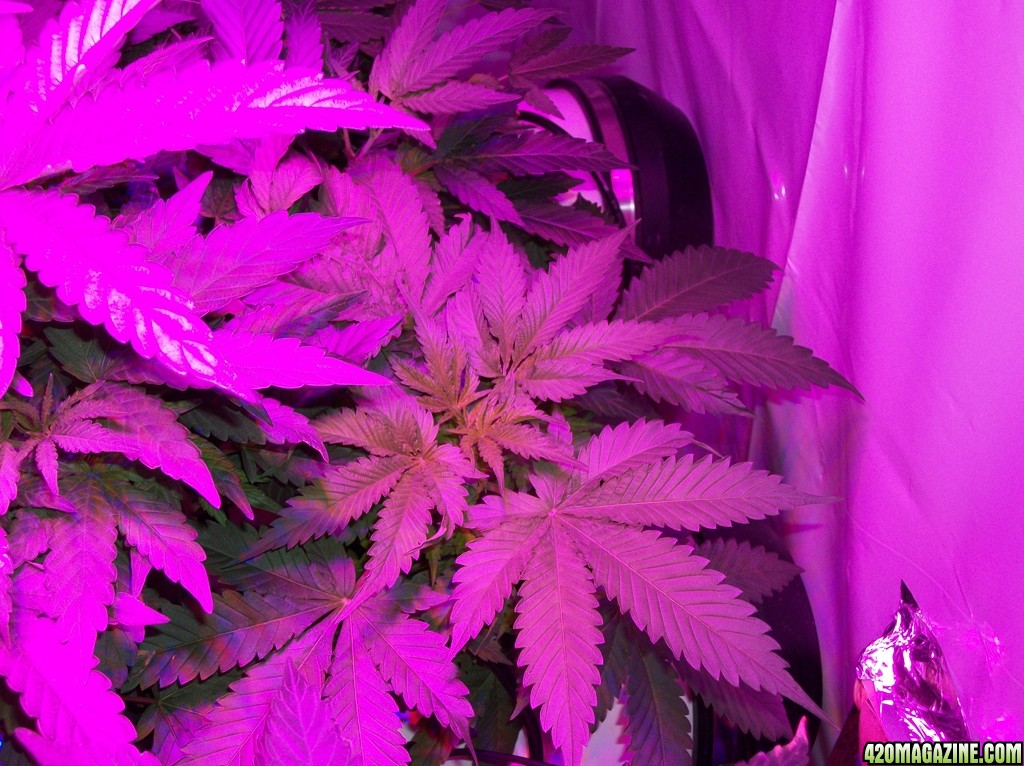 KingJohnC_s_Green_Sun_LED_Lights_Znet4_Aeroponic_Indoor_Grow_Journal_and_Review_2014-09-12_-_012.JPG