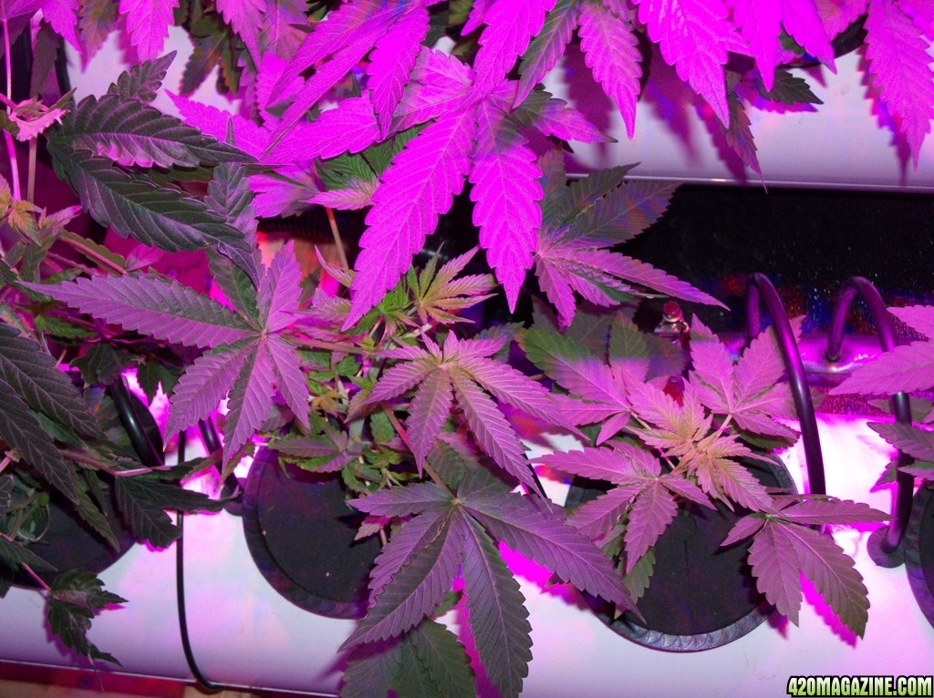 KingJohnC_s_Green_Sun_LED_Lights_Znet4_Aeroponic_Indoor_Grow_Journal_and_Review_2014-09-12_-_016.JPG