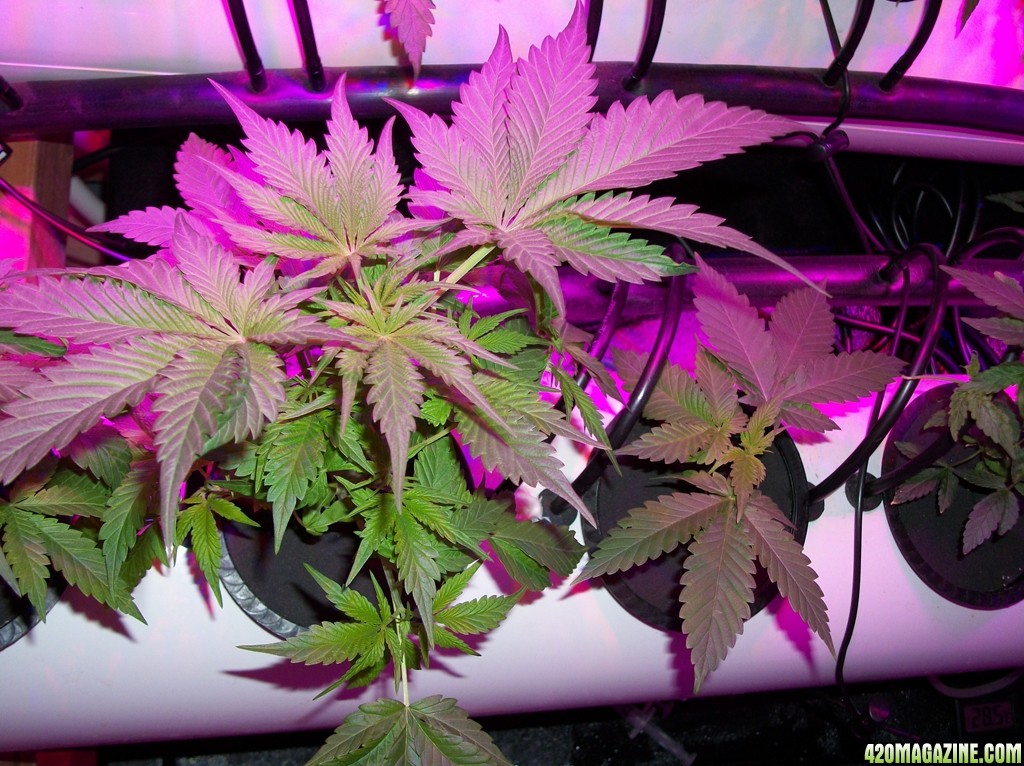 KingJohnC_s_Green_Sun_LED_Lights_Znet4_Aeroponic_Indoor_Grow_Journal_and_Review_2014-09-19_-_002.JPG