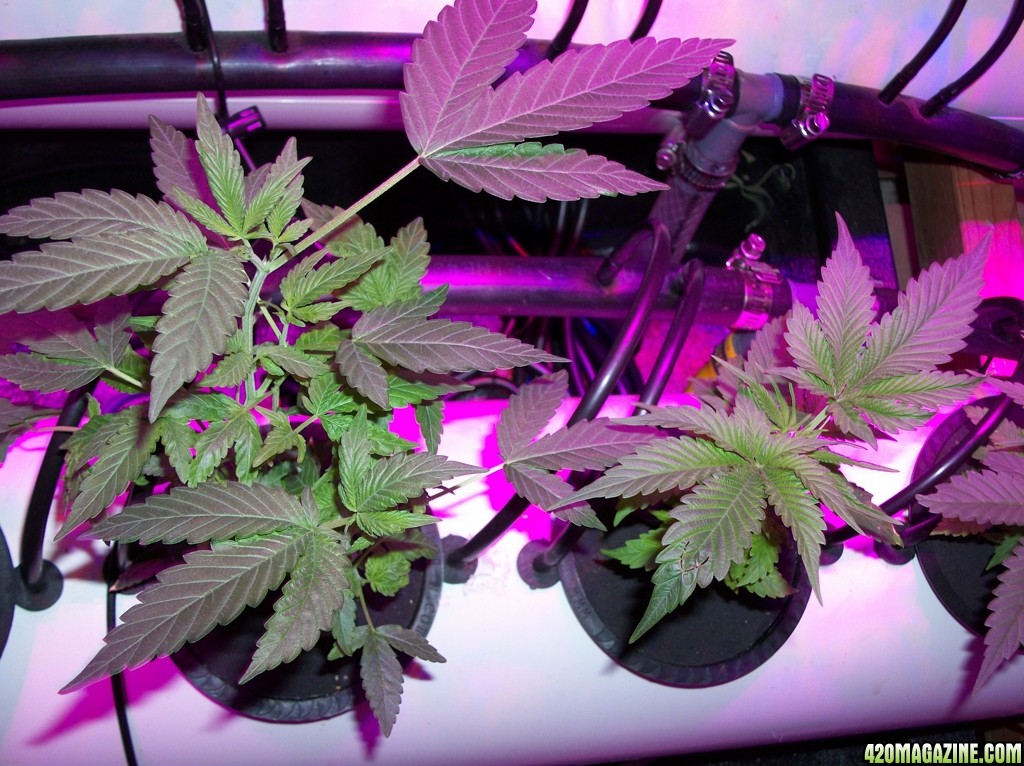 KingJohnC_s_Green_Sun_LED_Lights_Znet4_Aeroponic_Indoor_Grow_Journal_and_Review_2014-09-19_-_003.JPG