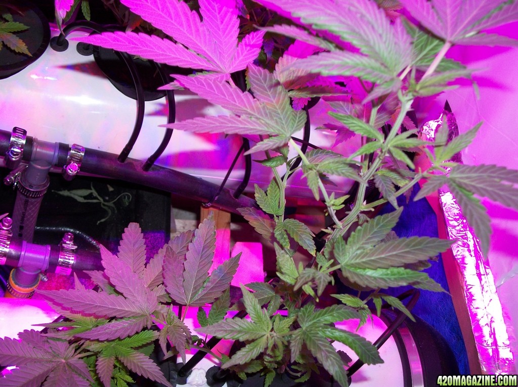 KingJohnC_s_Green_Sun_LED_Lights_Znet4_Aeroponic_Indoor_Grow_Journal_and_Review_2014-09-19_-_004.JPG