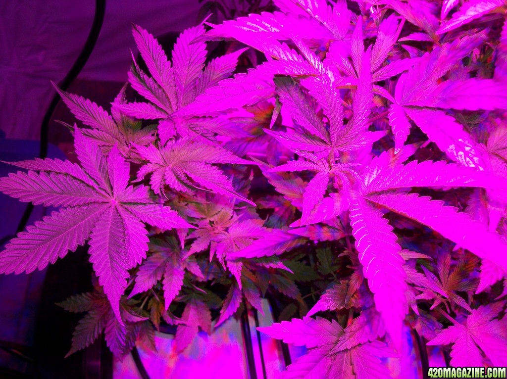 KingJohnC_s_Green_Sun_LED_Lights_Znet4_Aeroponic_Indoor_Grow_Journal_and_Review_2014-09-19_-_005.JPG