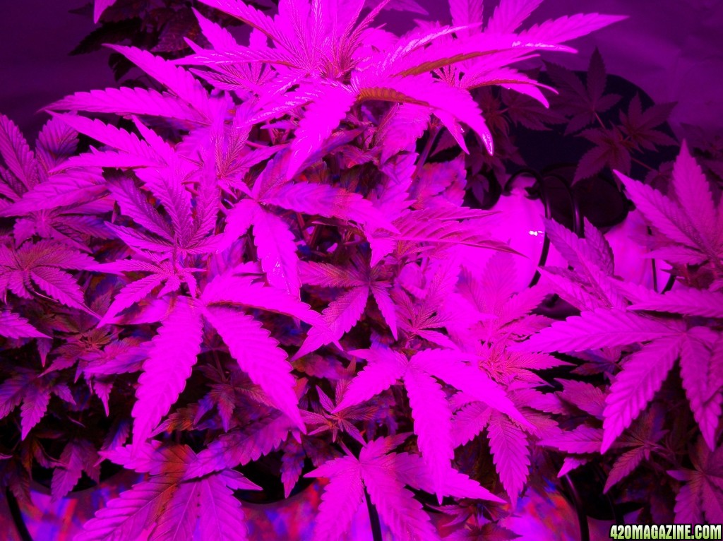 KingJohnC_s_Green_Sun_LED_Lights_Znet4_Aeroponic_Indoor_Grow_Journal_and_Review_2014-09-19_-_006.JPG