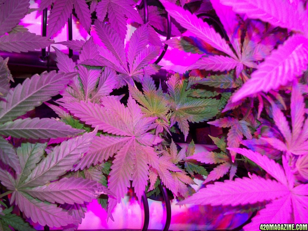 KingJohnC_s_Green_Sun_LED_Lights_Znet4_Aeroponic_Indoor_Grow_Journal_and_Review_2014-09-19_-_008.JPG