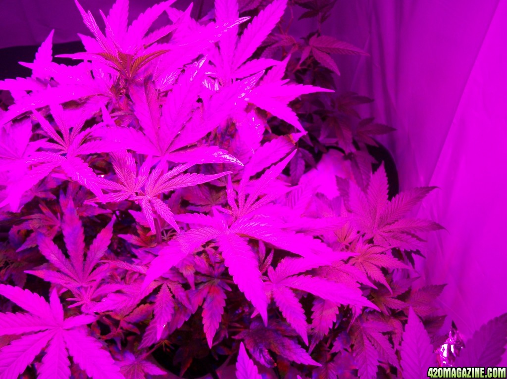 KingJohnC_s_Green_Sun_LED_Lights_Znet4_Aeroponic_Indoor_Grow_Journal_and_Review_2014-09-19_-_009.JPG