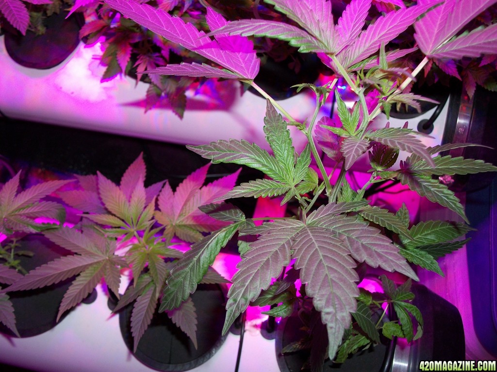 KingJohnC_s_Green_Sun_LED_Lights_Znet4_Aeroponic_Indoor_Grow_Journal_and_Review_2014-09-19_-_010.JPG