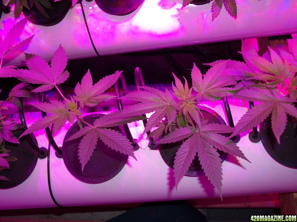 KingJohnC_s_Green_Sun_LED_Lights_Znet4_Aeroponic_Indoor_Grow_Journal_and_Review_2014-09-19_-_011.JPG