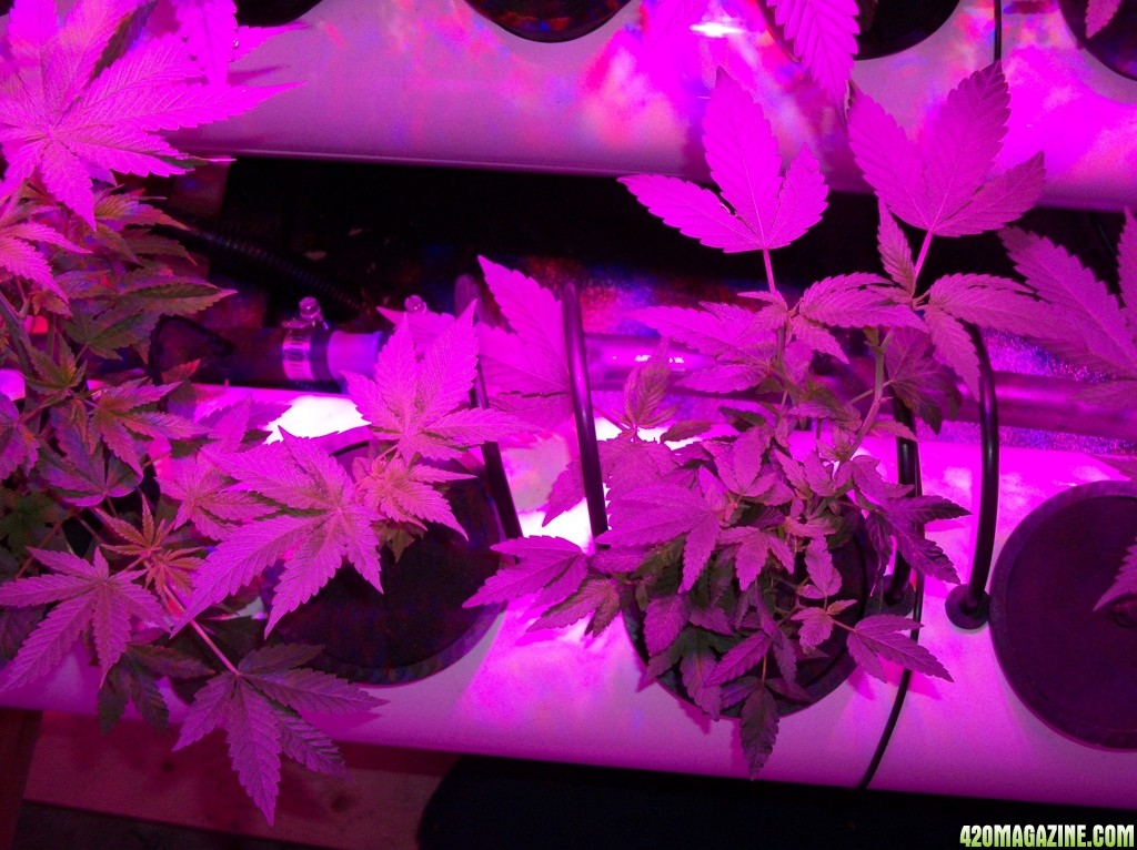 KingJohnC_s_Green_Sun_LED_Lights_Znet4_Aeroponic_Indoor_Grow_Journal_and_Review_2014-09-19_-_012.JPG