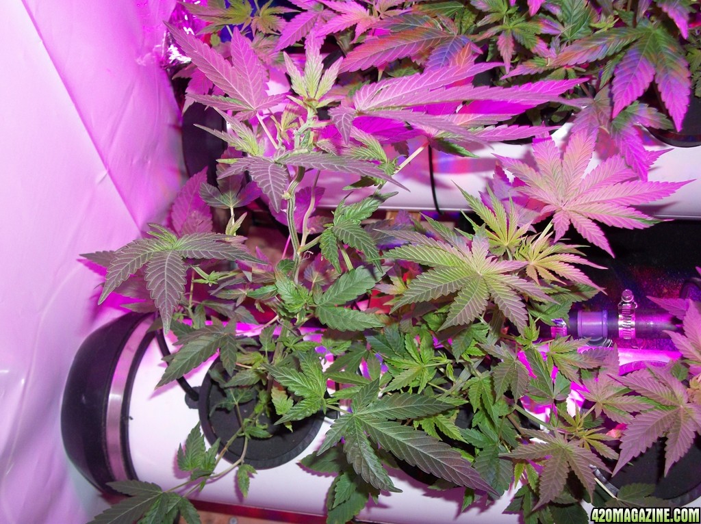 KingJohnC_s_Green_Sun_LED_Lights_Znet4_Aeroponic_Indoor_Grow_Journal_and_Review_2014-09-19_-_013.JPG