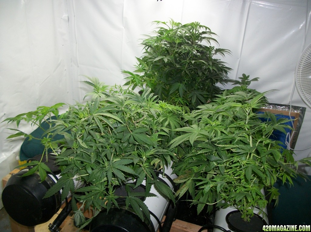 KingJohnC_s_Green_Sun_LED_Lights_Znet4_Aeroponic_Indoor_Grow_Journal_and_Review_2014-10-05_-_001.JPG