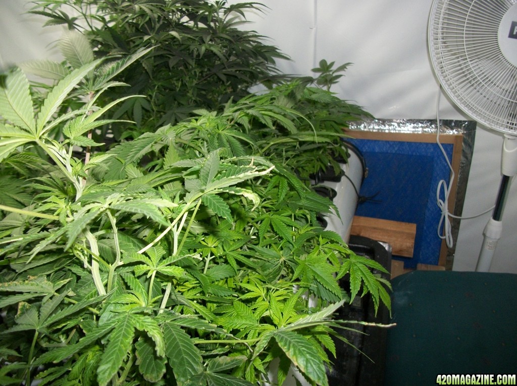 KingJohnC_s_Green_Sun_LED_Lights_Znet4_Aeroponic_Indoor_Grow_Journal_and_Review_2014-10-05_-_002.JPG