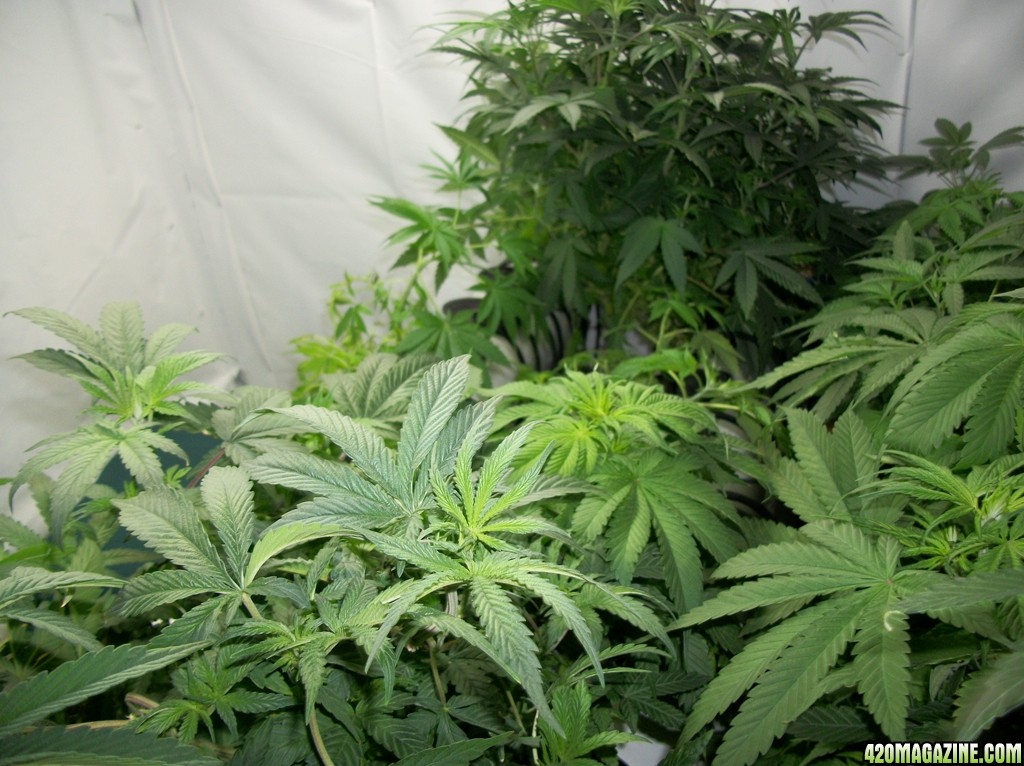 KingJohnC_s_Green_Sun_LED_Lights_Znet4_Aeroponic_Indoor_Grow_Journal_and_Review_2014-10-05_-_003.JPG