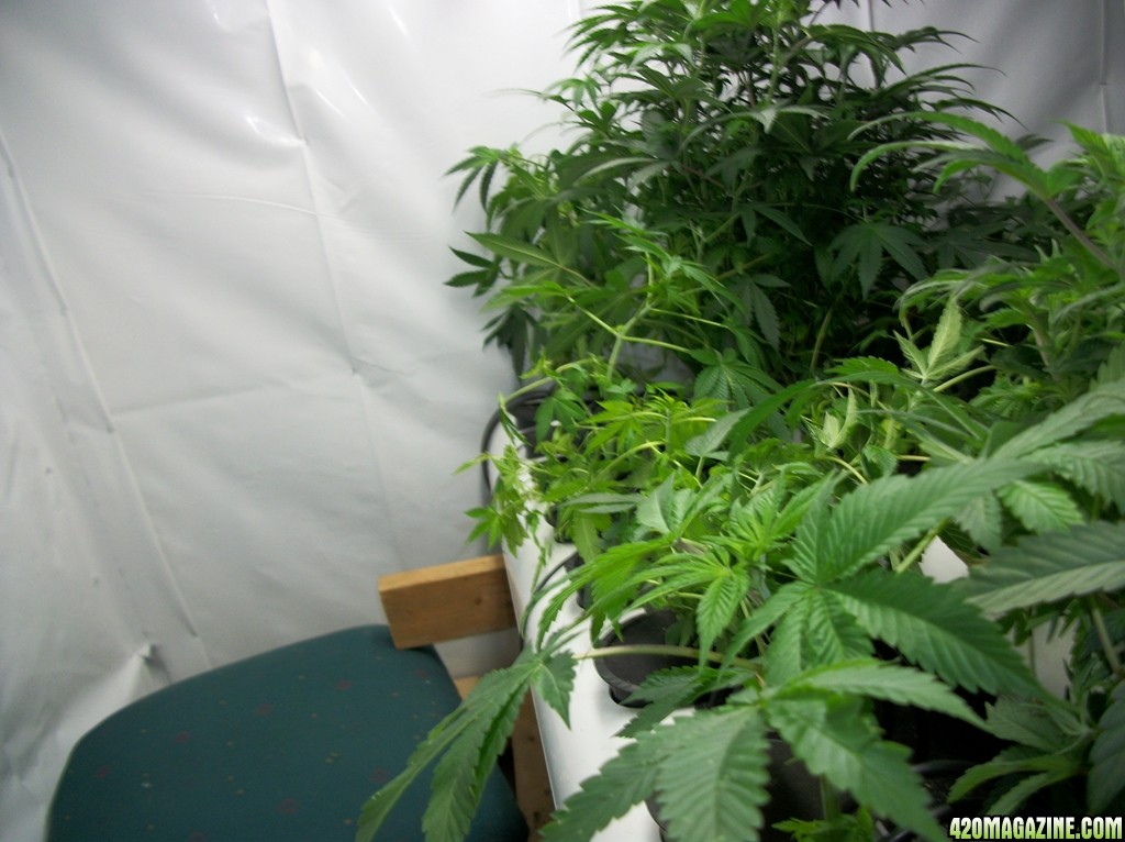 KingJohnC_s_Green_Sun_LED_Lights_Znet4_Aeroponic_Indoor_Grow_Journal_and_Review_2014-10-05_-_004.JPG
