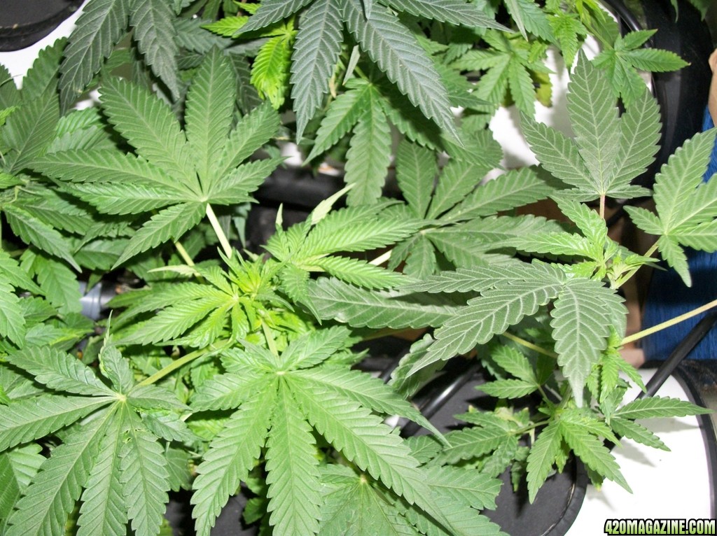KingJohnC_s_Green_Sun_LED_Lights_Znet4_Aeroponic_Indoor_Grow_Journal_and_Review_2014-10-05_-_008.JPG