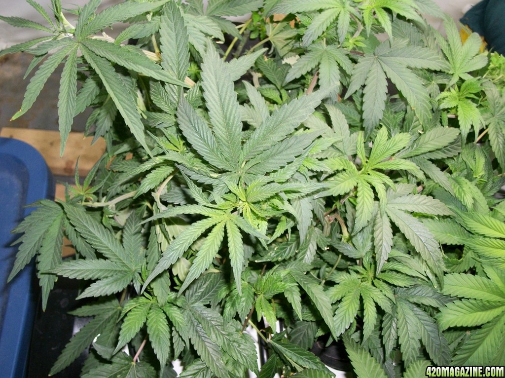 KingJohnC_s_Green_Sun_LED_Lights_Znet4_Aeroponic_Indoor_Grow_Journal_and_Review_2014-10-05_-_009.JPG