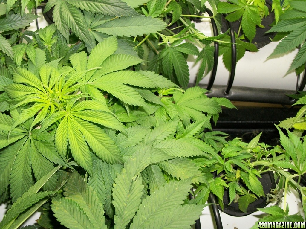 KingJohnC_s_Green_Sun_LED_Lights_Znet4_Aeroponic_Indoor_Grow_Journal_and_Review_2014-10-05_-_010.JPG