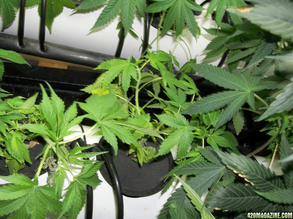 KingJohnC_s_Green_Sun_LED_Lights_Znet4_Aeroponic_Indoor_Grow_Journal_and_Review_2014-10-05_-_011.JPG