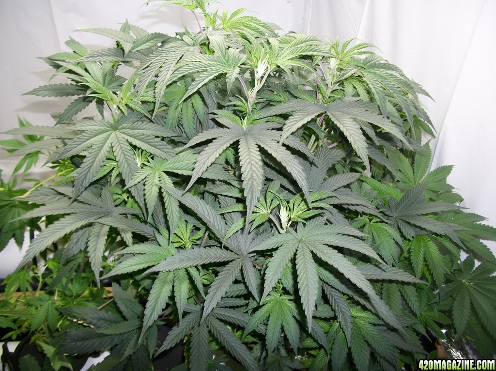 KingJohnC_s_Green_Sun_LED_Lights_Znet4_Aeroponic_Indoor_Grow_Journal_and_Review_2014-10-05_-_013.JPG