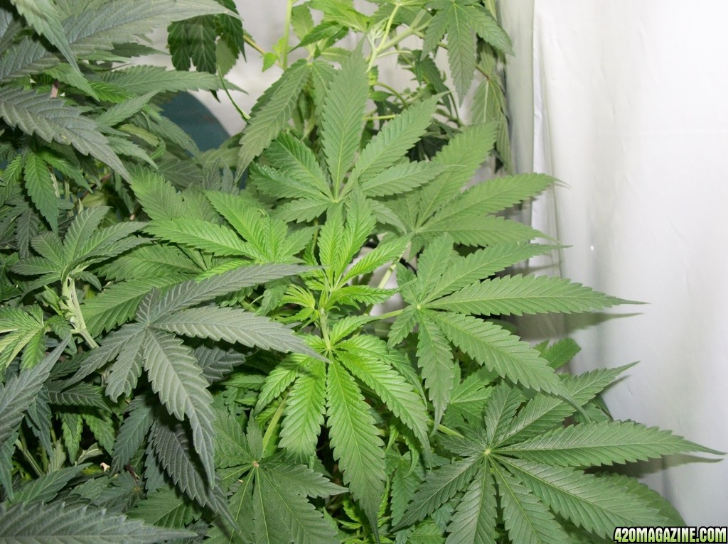 KingJohnC_s_Green_Sun_LED_Lights_Znet4_Aeroponic_Indoor_Grow_Journal_and_Review_2014-10-05_-_014.JPG