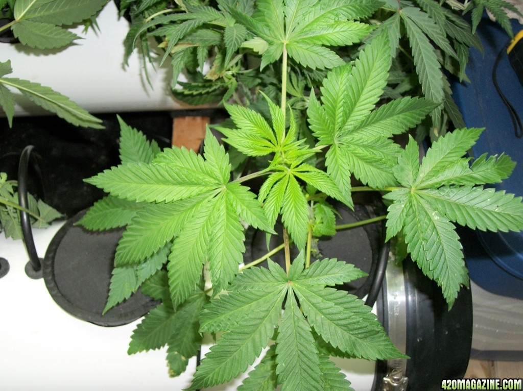 KingJohnC_s_Green_Sun_LED_Lights_Znet4_Aeroponic_Indoor_Grow_Journal_and_Review_2014-10-05_-_015.JPG