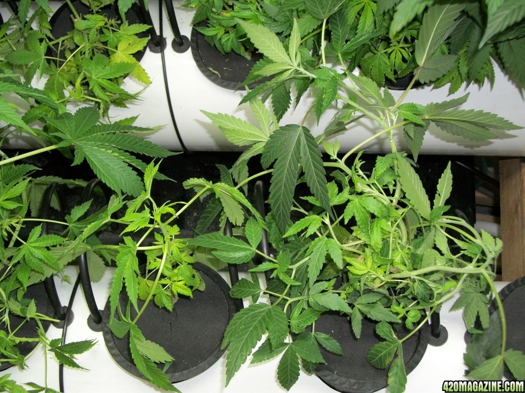 KingJohnC_s_Green_Sun_LED_Lights_Znet4_Aeroponic_Indoor_Grow_Journal_and_Review_2014-10-05_-_016.JPG