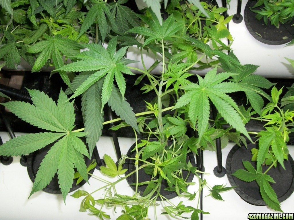 KingJohnC_s_Green_Sun_LED_Lights_Znet4_Aeroponic_Indoor_Grow_Journal_and_Review_2014-10-05_-_017.JPG